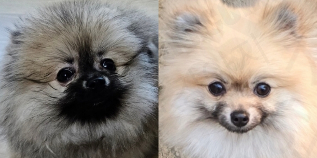 포메라니안 털 색깔 전후 비교