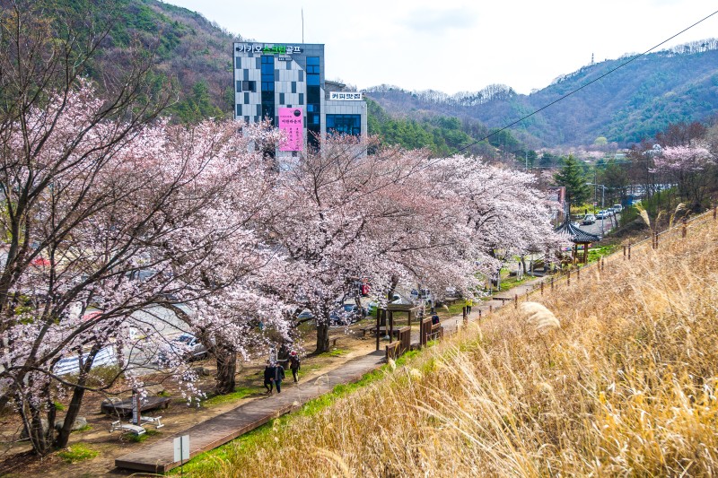 벚꽃 개화시기 2023