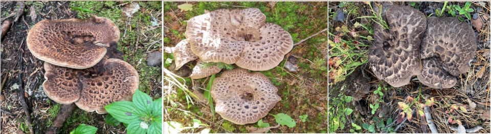능이버섯&#44; 노루털버섯&#44; 무늬노루털버섯(S. scabrosus)&#44; Scaly tooth(S. squamosus).