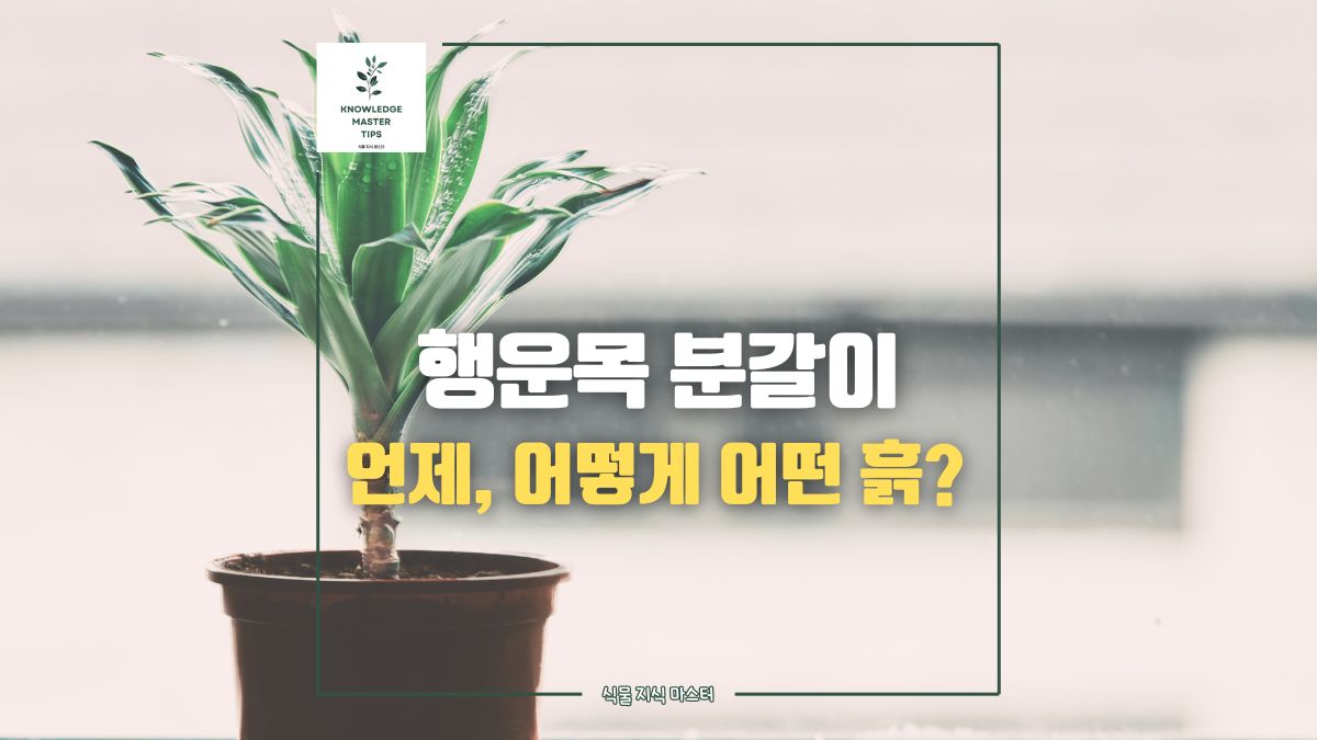 '행운목 분갈이, 언제, 어떻게, 그리고 어떤 흙을 사용할까?'