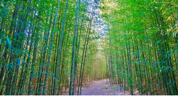 구룡나무 대나무숲길