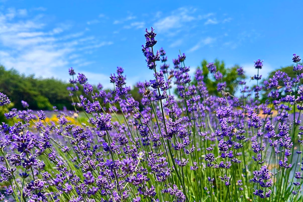 고성 하늬라벤더팜 라벤더 축제