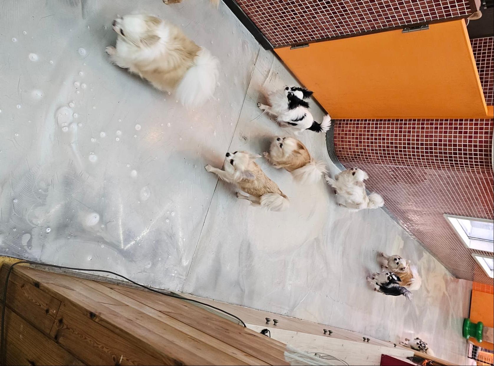 수원 노작공원 애견카페 플레이어스