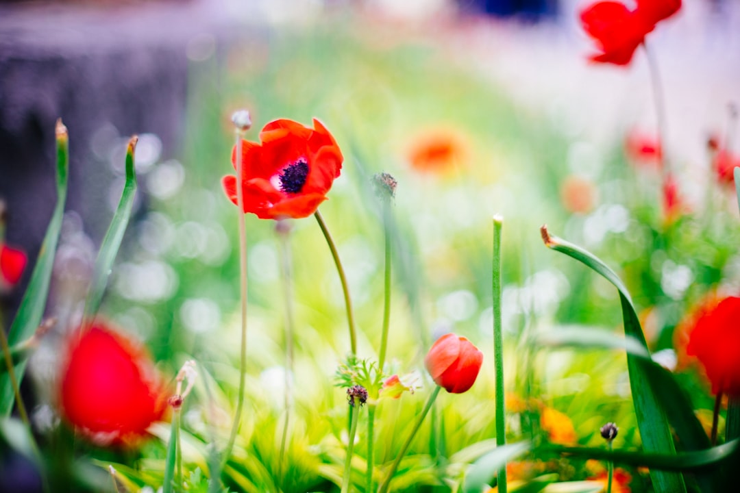 Poppy