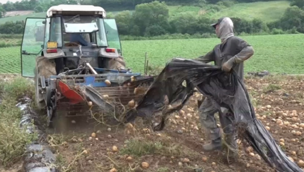 극한직업-수제-감자칩-촌놈칩스-충남-아산