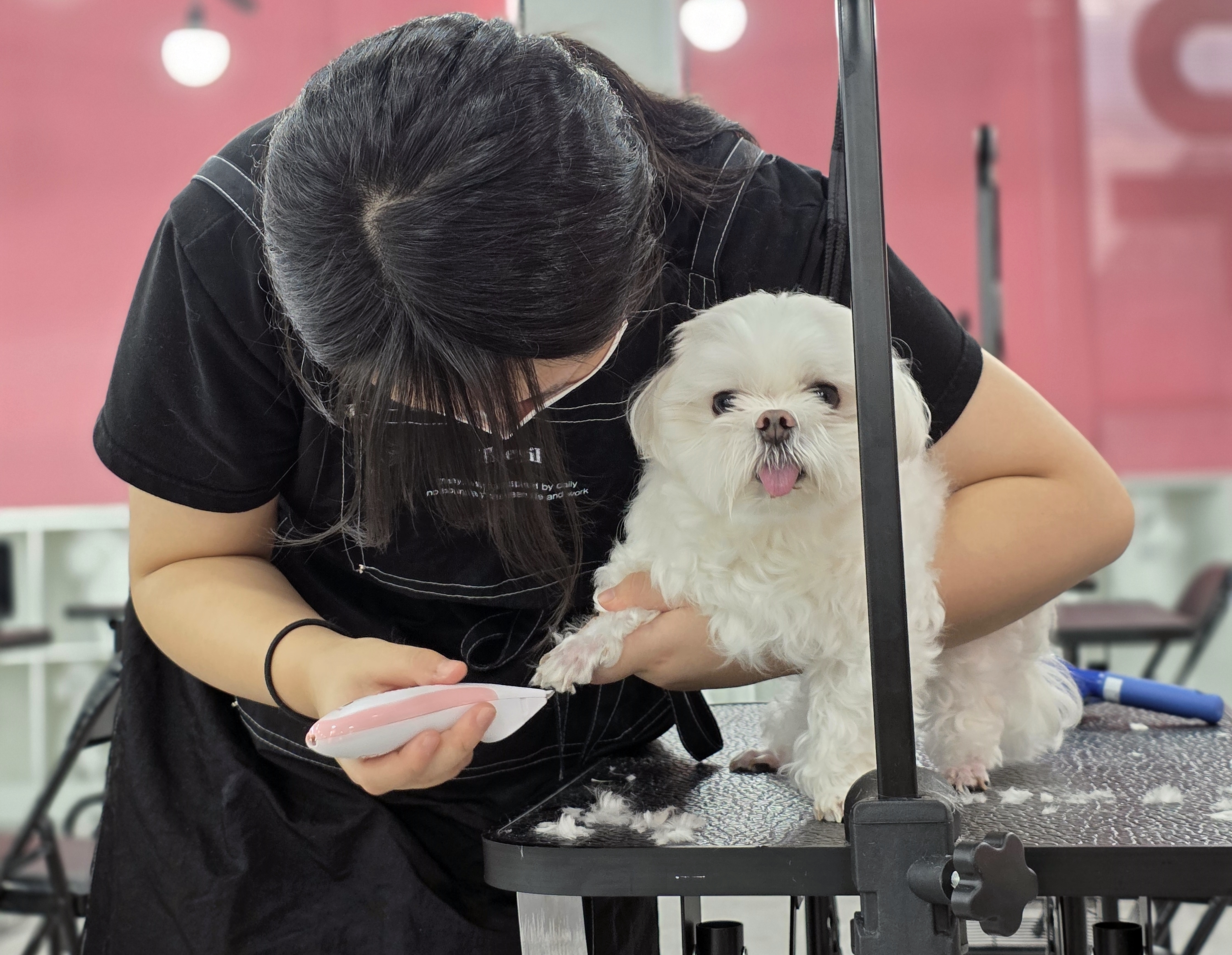 대전애견미용추천