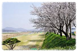 응천십리벚꽃길