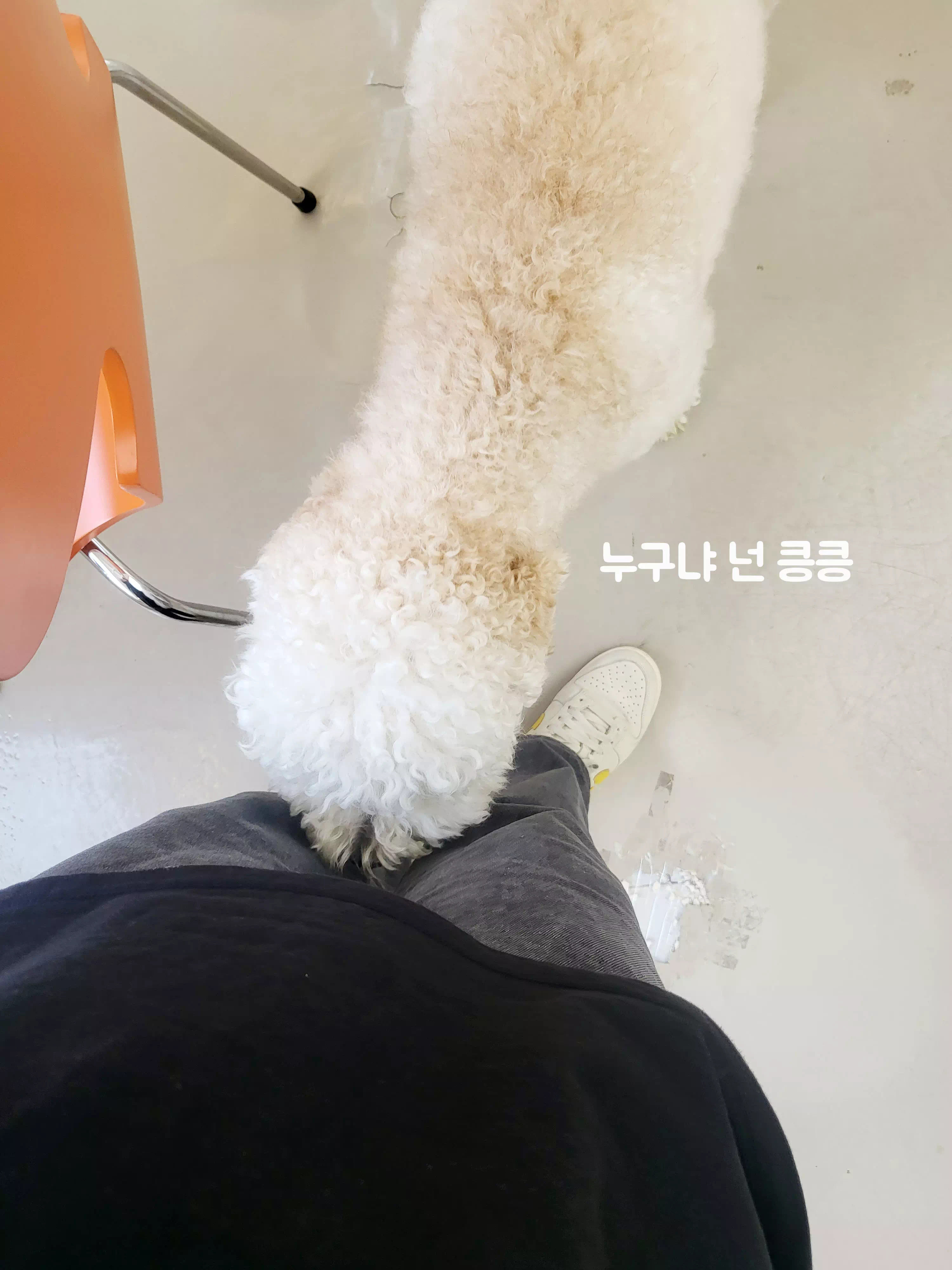 하이두들의 마스코트 강아지&#44; 오후