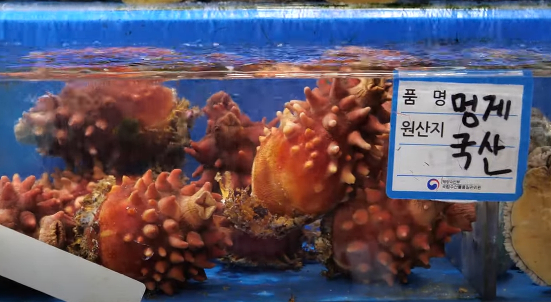 한국산 국내산 멍게 일본산 구별 구분 방법