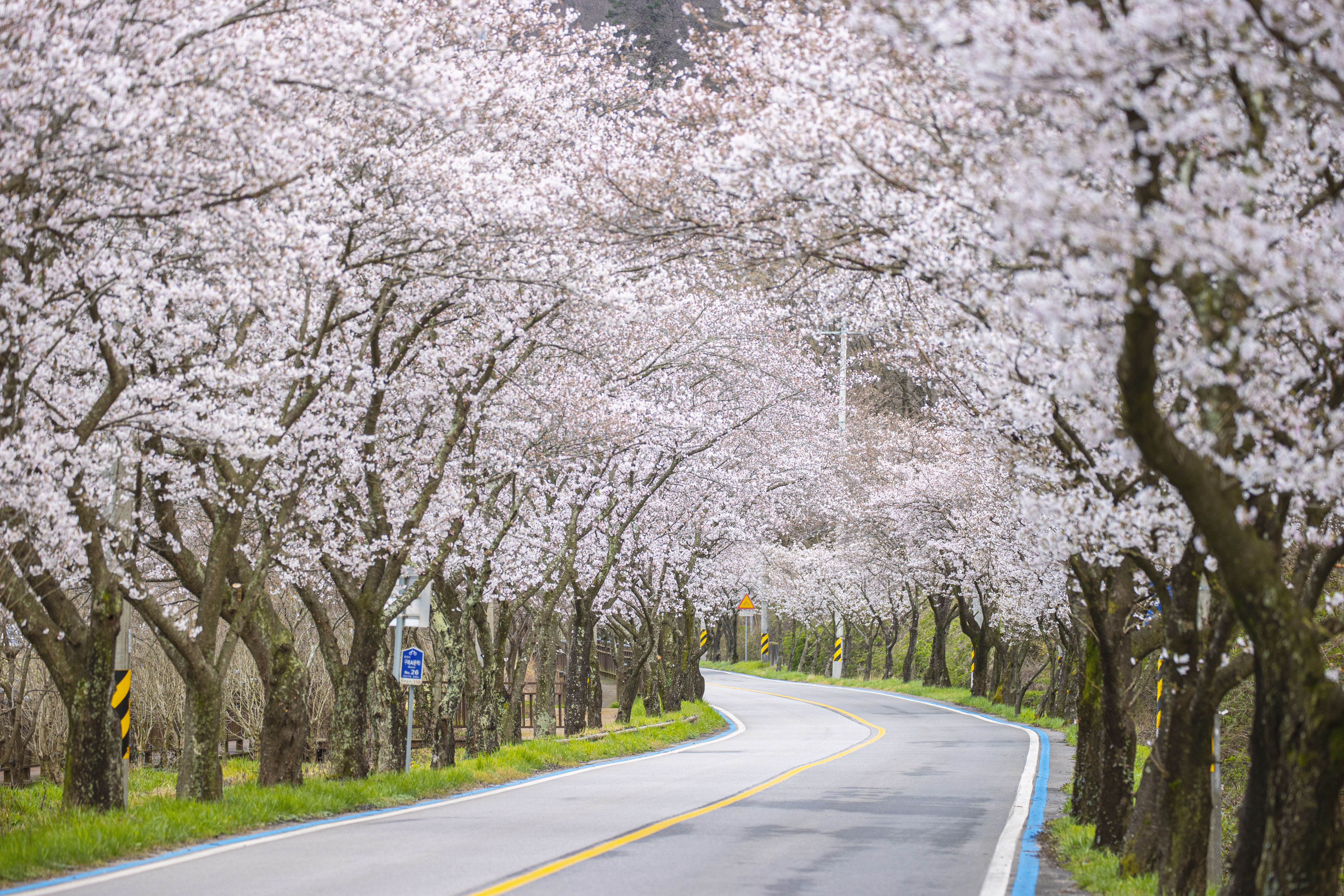 섬진강 도로 벚꽃길
