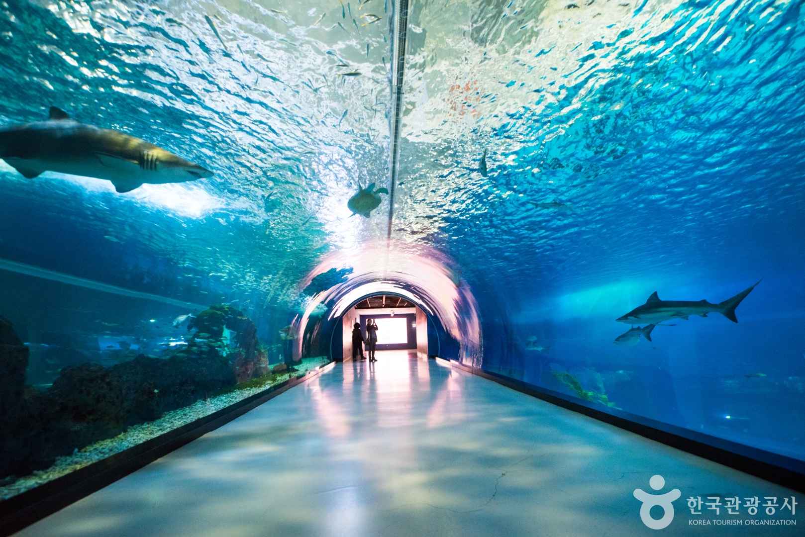 여수 아쿠아플라넷