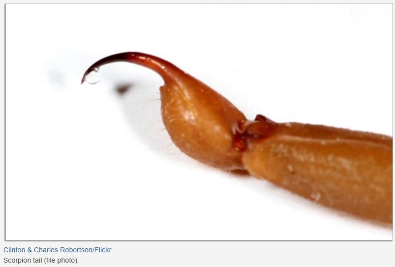 모로코 대학, 스콜피온 독 로봇으로 추출 VIDEO: The scorpion-milking robot: extracting the poison that cures