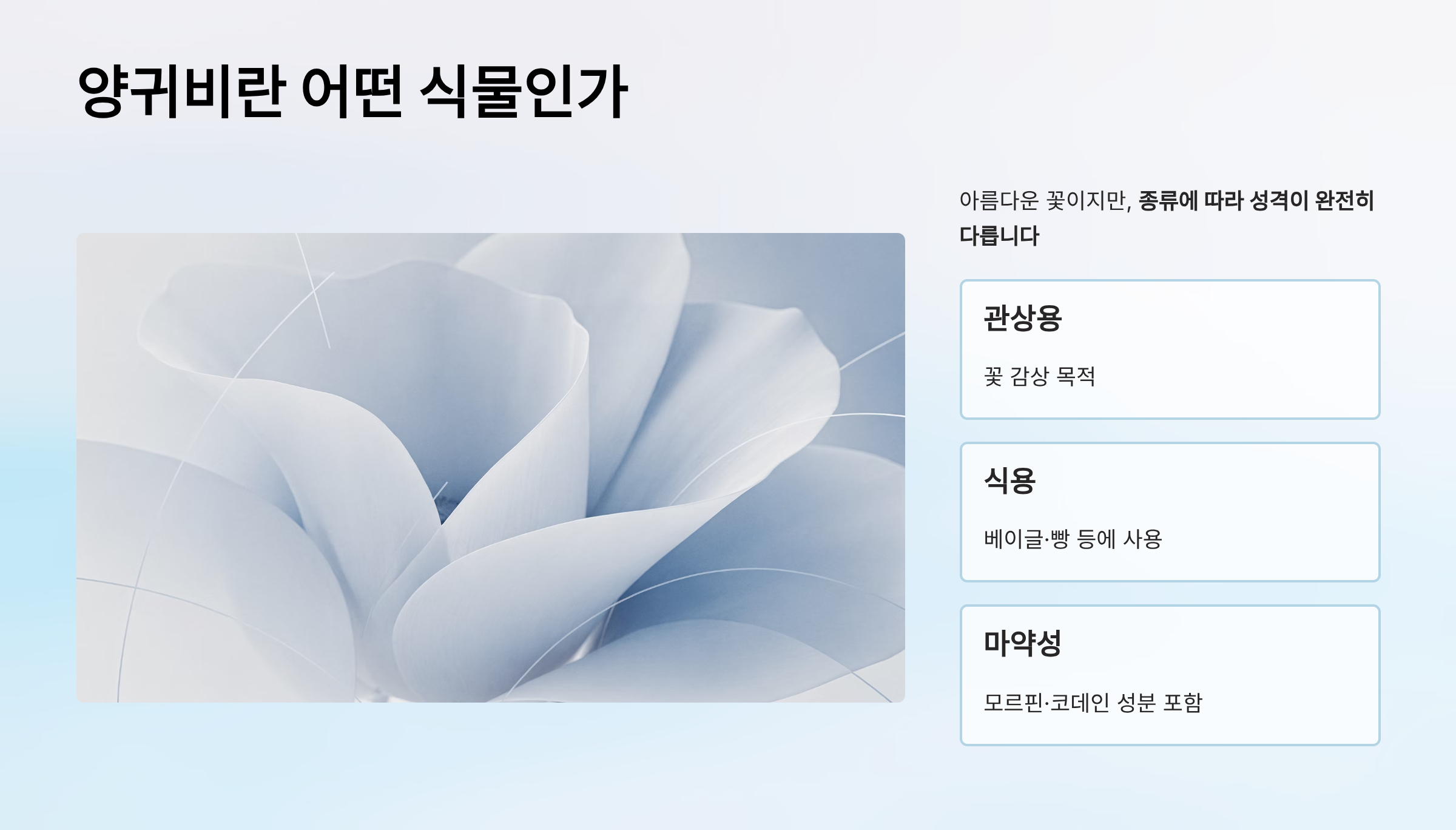 양귀비 효능