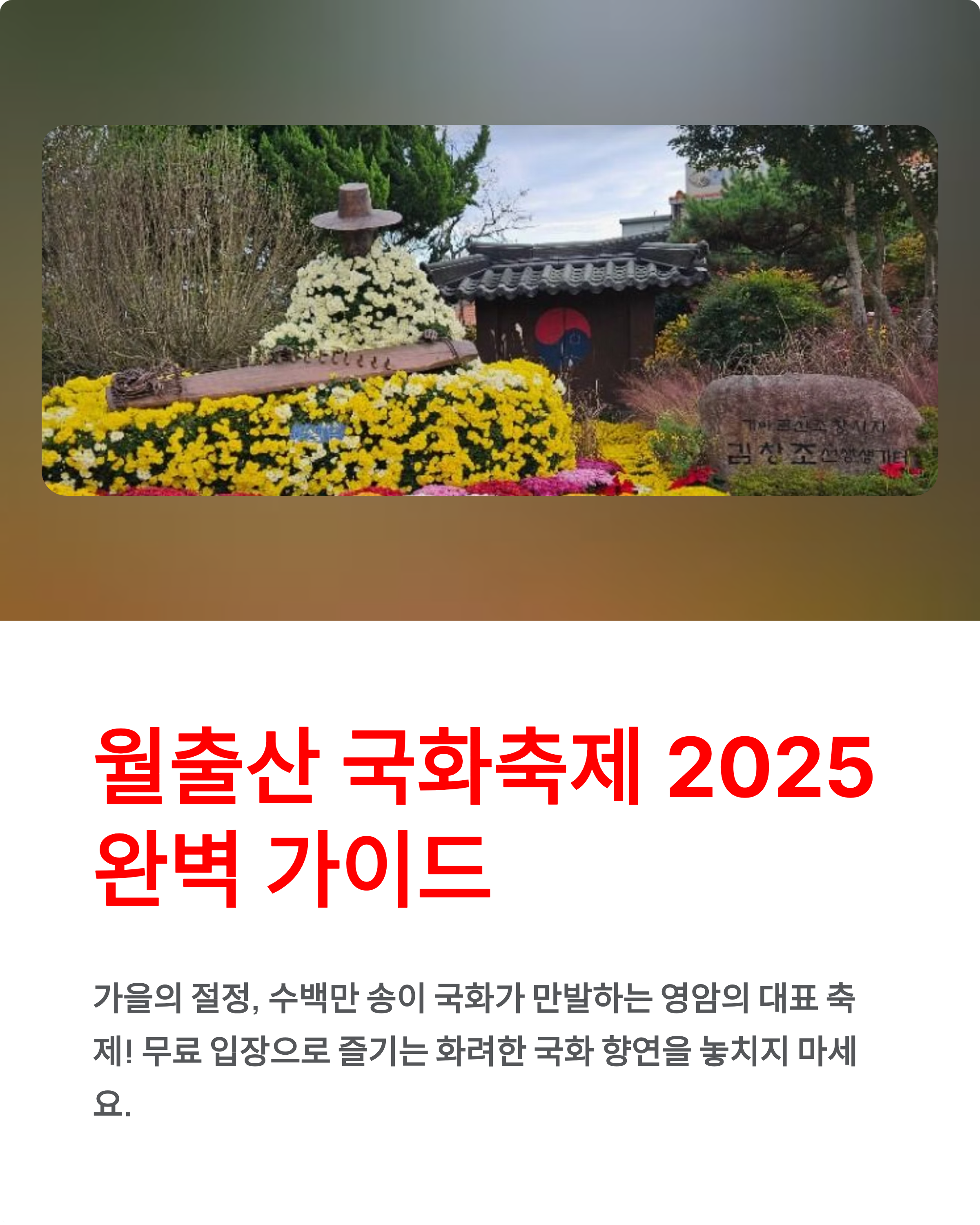 월출산 국화축제 2025 완벽 가이드! 무료 입장, 일정, 주차 총정리