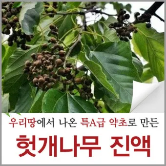 헛개나무 효능 10가지 건강에 좋은 식물 정보_30