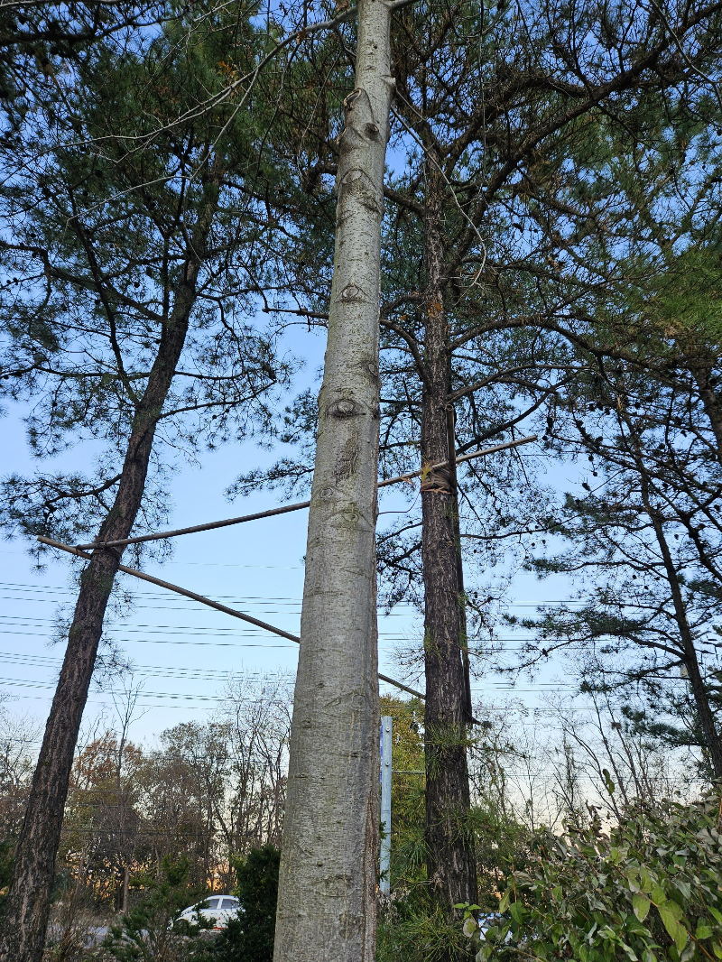 대왕참나무 수형2