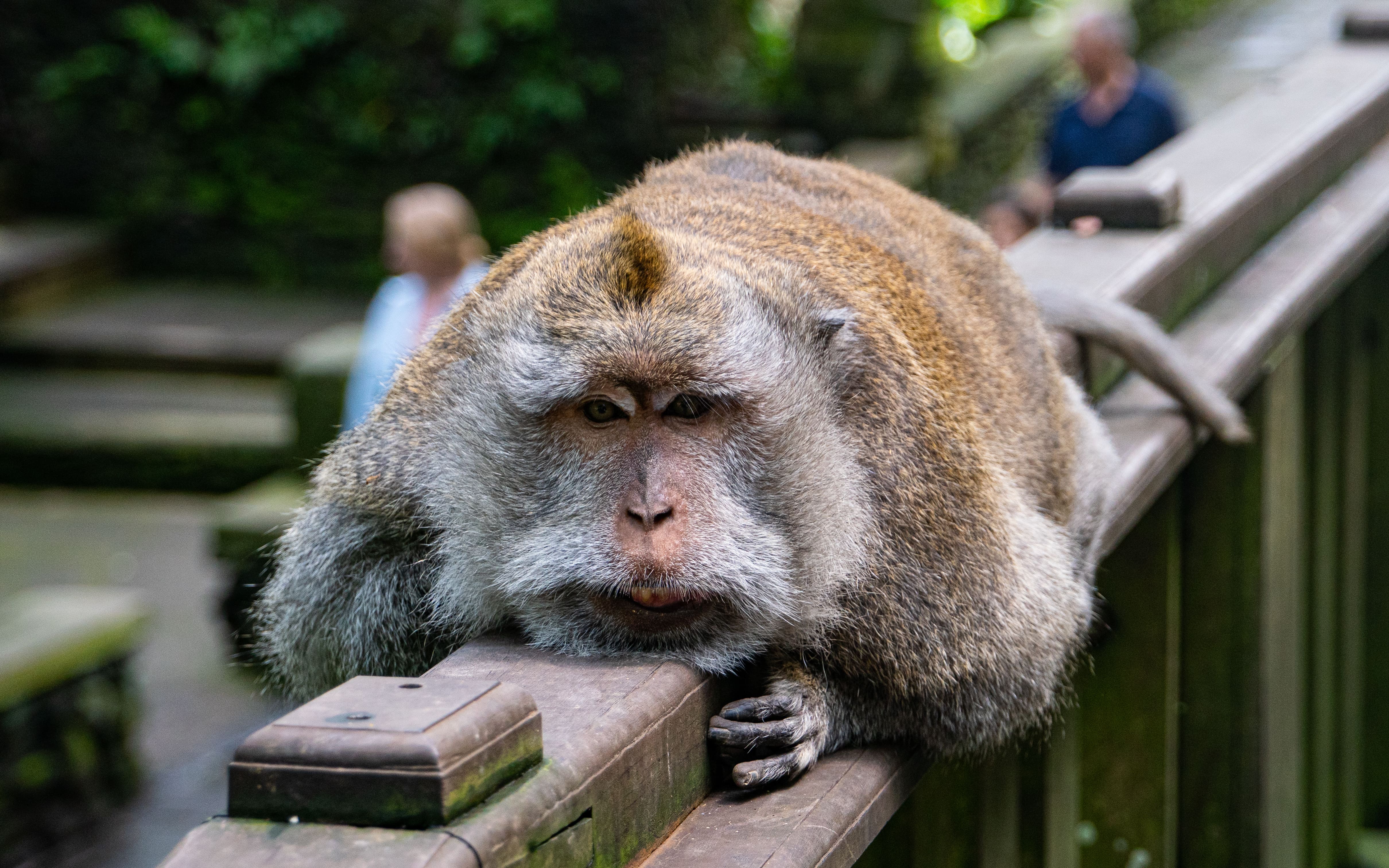 원숭이두창이란?