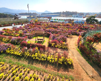 서산 국화축제_27