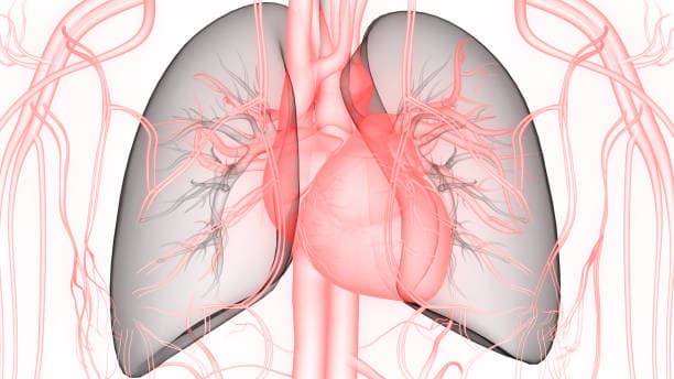 폐환기와 폐관류
