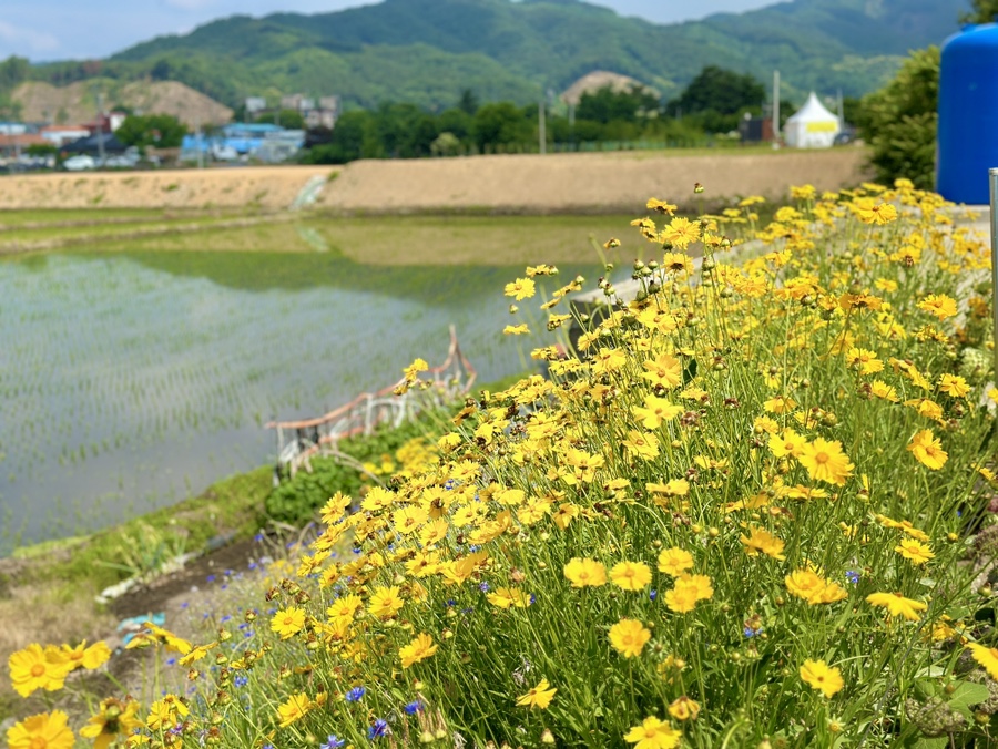 유구색동수국정원 수국축제