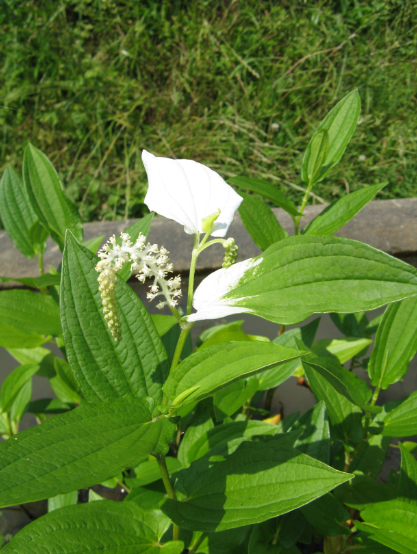 삼백초