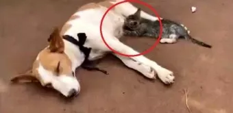 개 고양이 트라조돈 약물 사용 가이드와 주의사항 정리_9