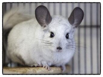 쥐띠생의 성격-쥐띠를 알아보자-1등!! 사랑스러워