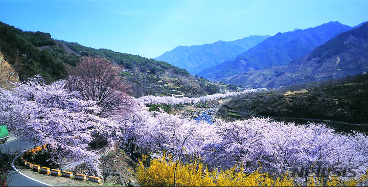 하동 화개 벚꽃길