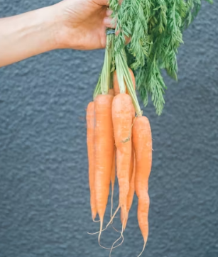 당근 효능 부작용 고르는법 칼로리