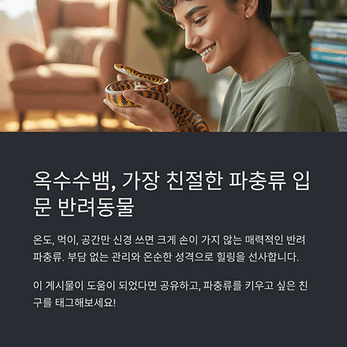 가장 친절한 파충류 입문자용 반려동물