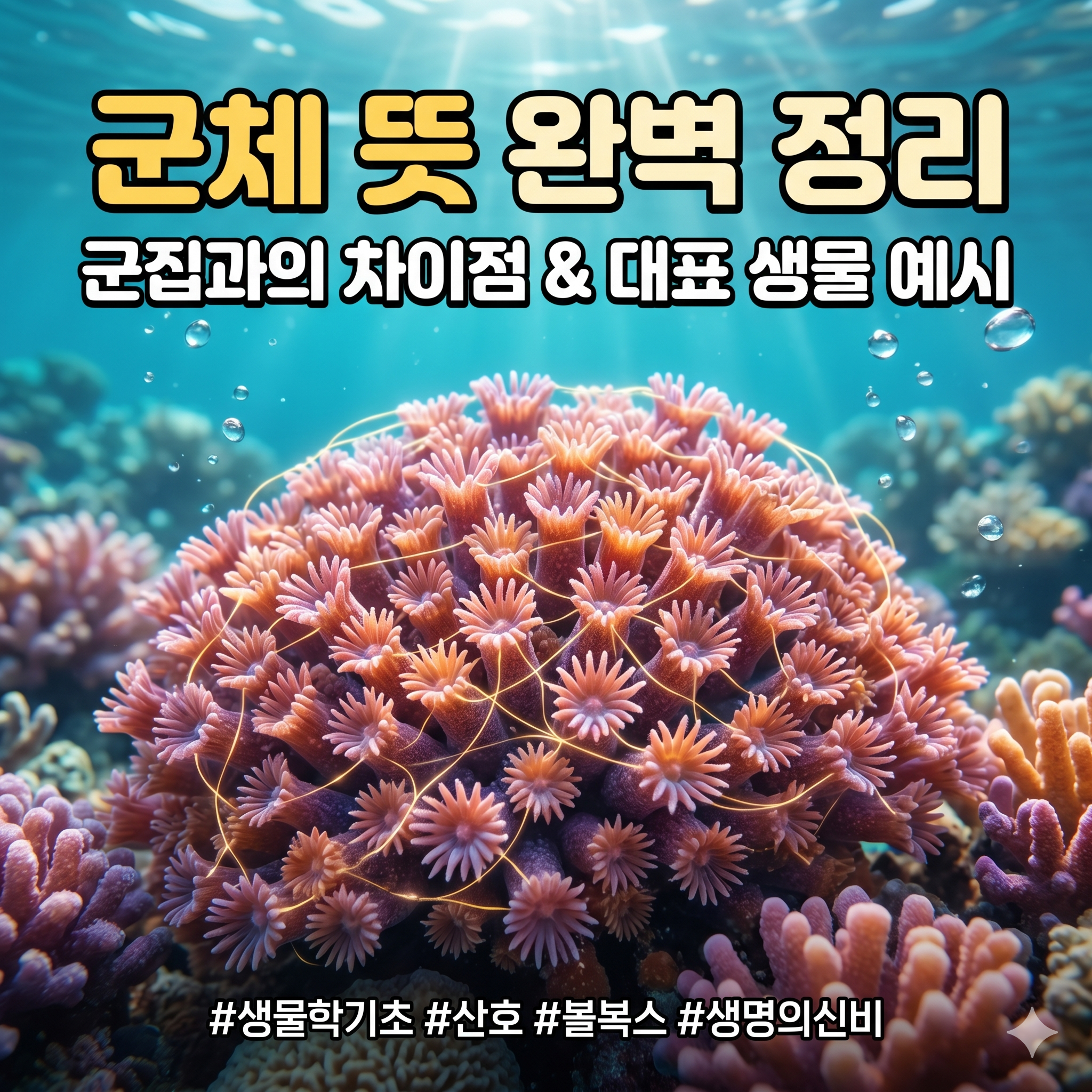 군체 뜻 완벽 정리: 군집과의 차이점부터 대표적인 생물 예시까지