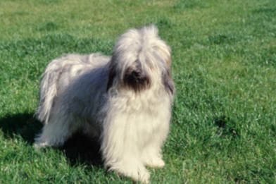 티베탄 테리어(Tibetan Terrier)