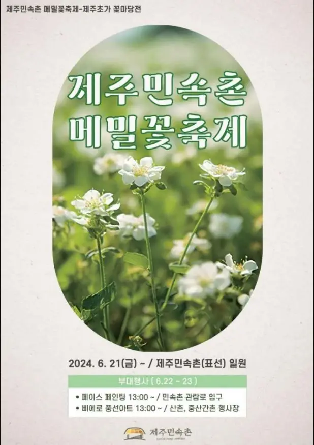 제주민속촌 메밀꽃축제