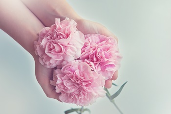 카네이션 화분 오래 기르고 싶어요. 물주기/토양관리/성장관리