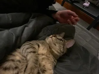 고양이가 집사를 신뢰하면 하는 행동_9