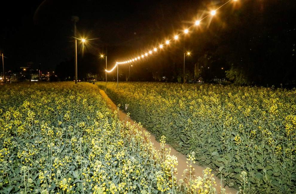 한강 서래섬 유채꽃 축제