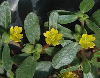 가을에 피는 꽃 쇠비름