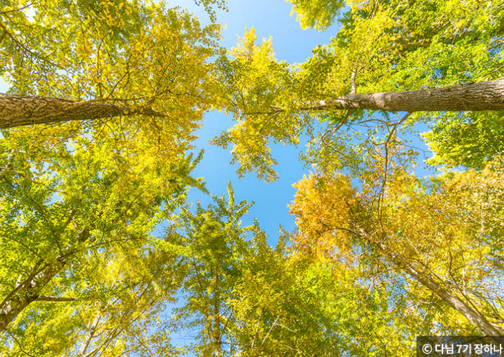 은행나무명소 고령