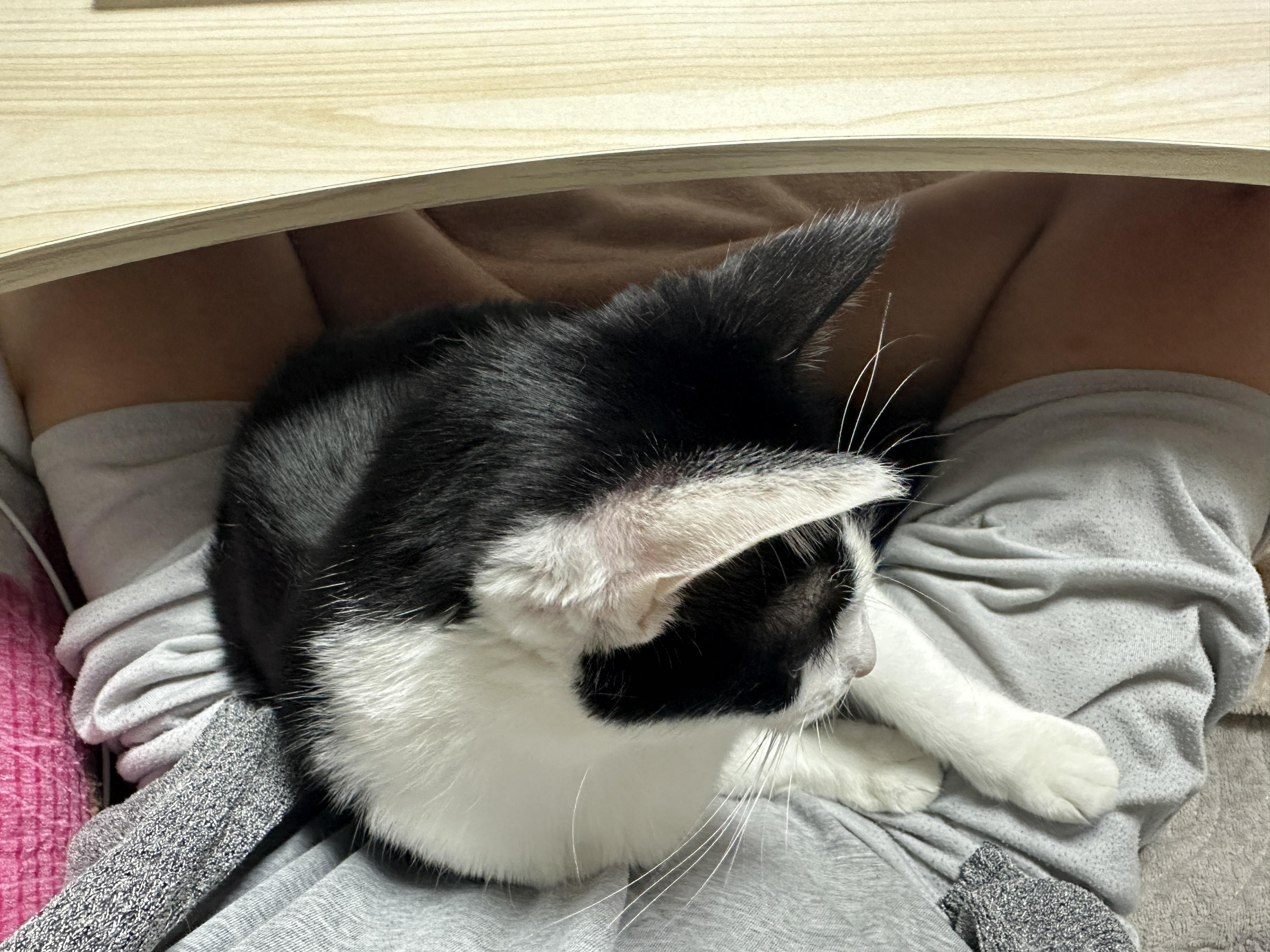 무릎냥이_젖소냥이_두리