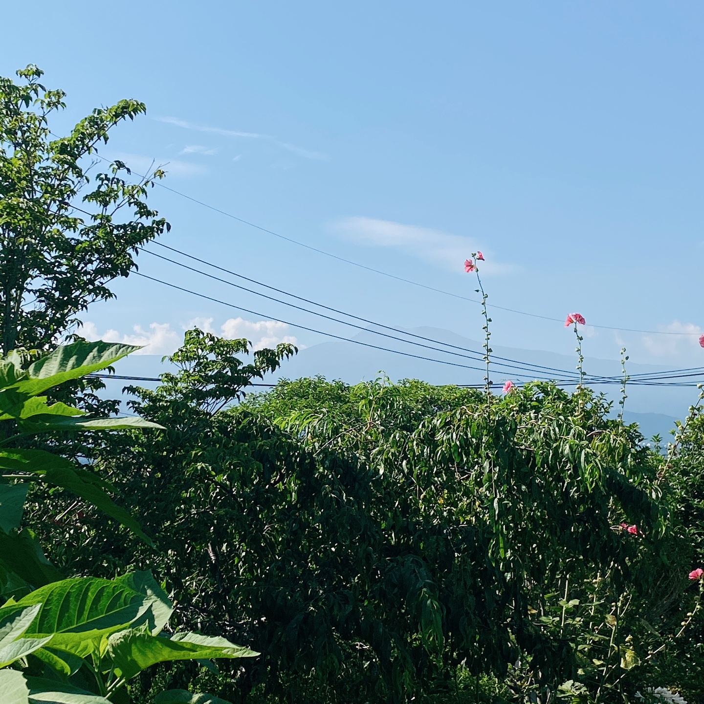 제주 서귀포 블라썸 꽃이피다 카페 인생샷 맛집