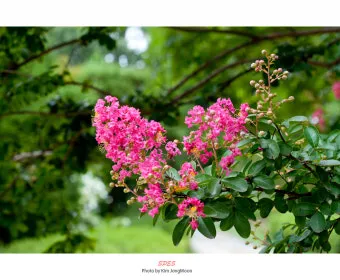 8월에 피는 꽃 이름 종류별 특징 정리 보기_4