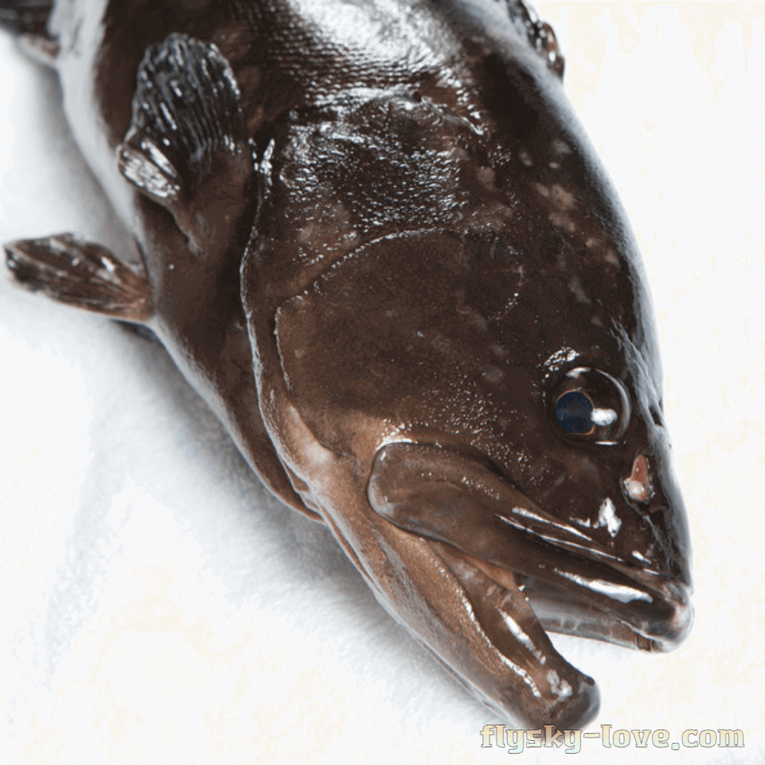 원기회복을 시켜주는 능성어