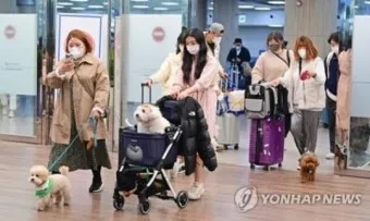 제주 반려견과 함께 가기 좋은 펫프렌들리 숙소 리스트_5
