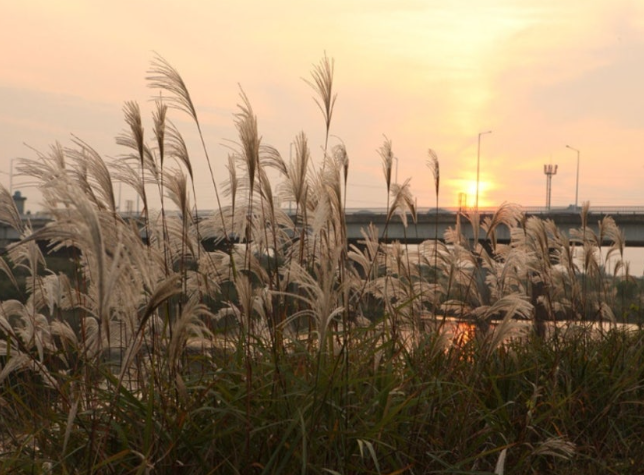 가을나들이 명소 , 억새꽃 명소