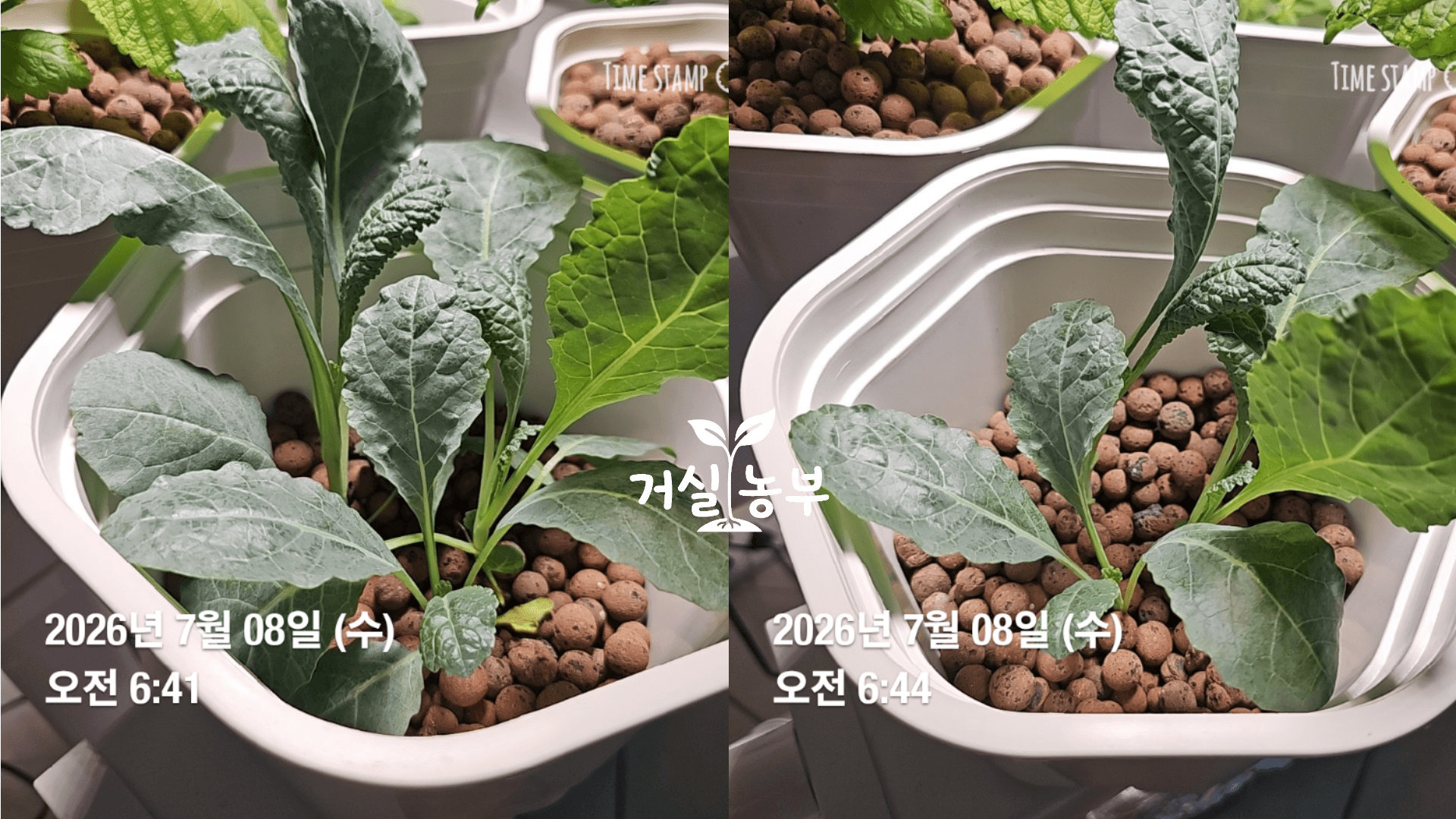 수경재배 케일 첫 수확 전후 모습 비교