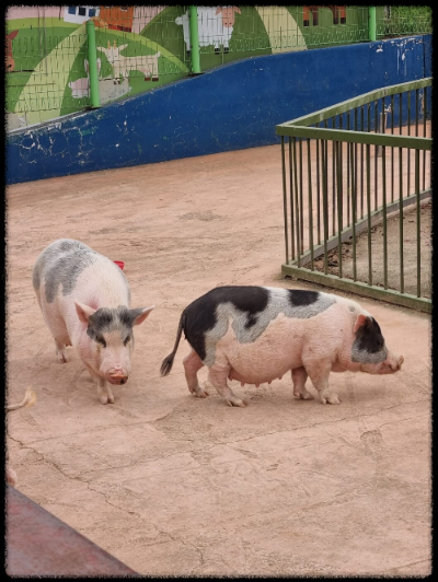 안성팜랜드 핑크뮬리&amp;#44;코스모스 가을 사진여행 추천합니다.