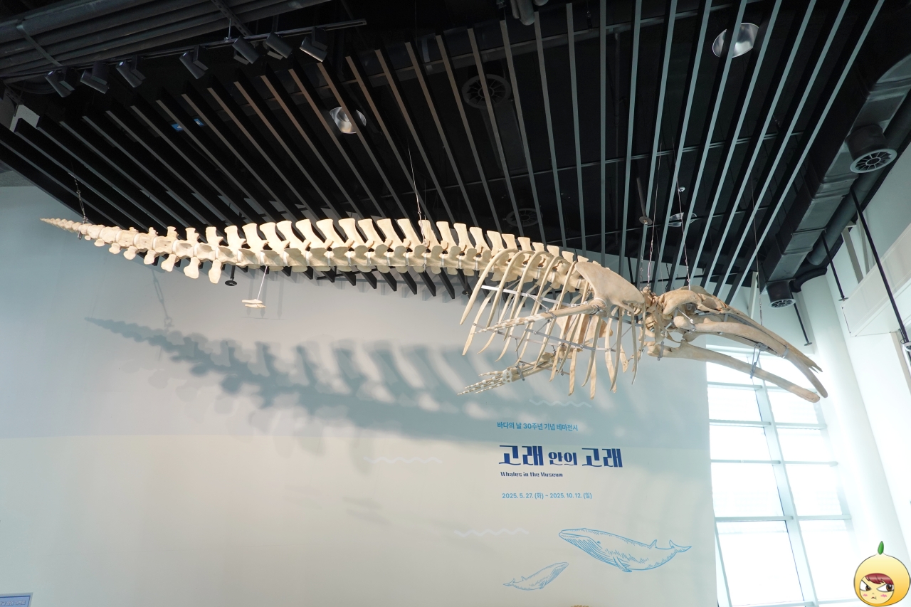 국립인천해양박물관 밍크고래 표본