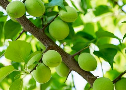 매실 효능 및 부작용, 먹는 방법