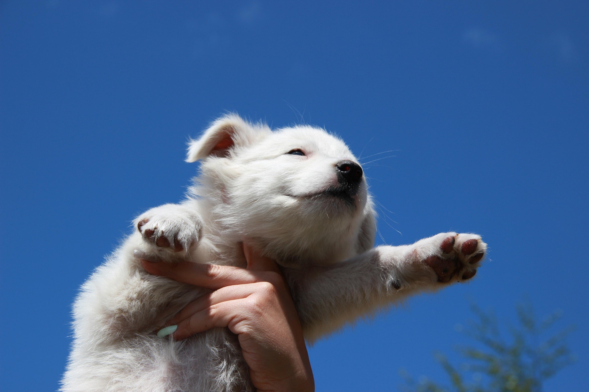 노령견 시력 저하 파란 하늘 배경에 주인 손에 들려있는 하얀 강아지 사진