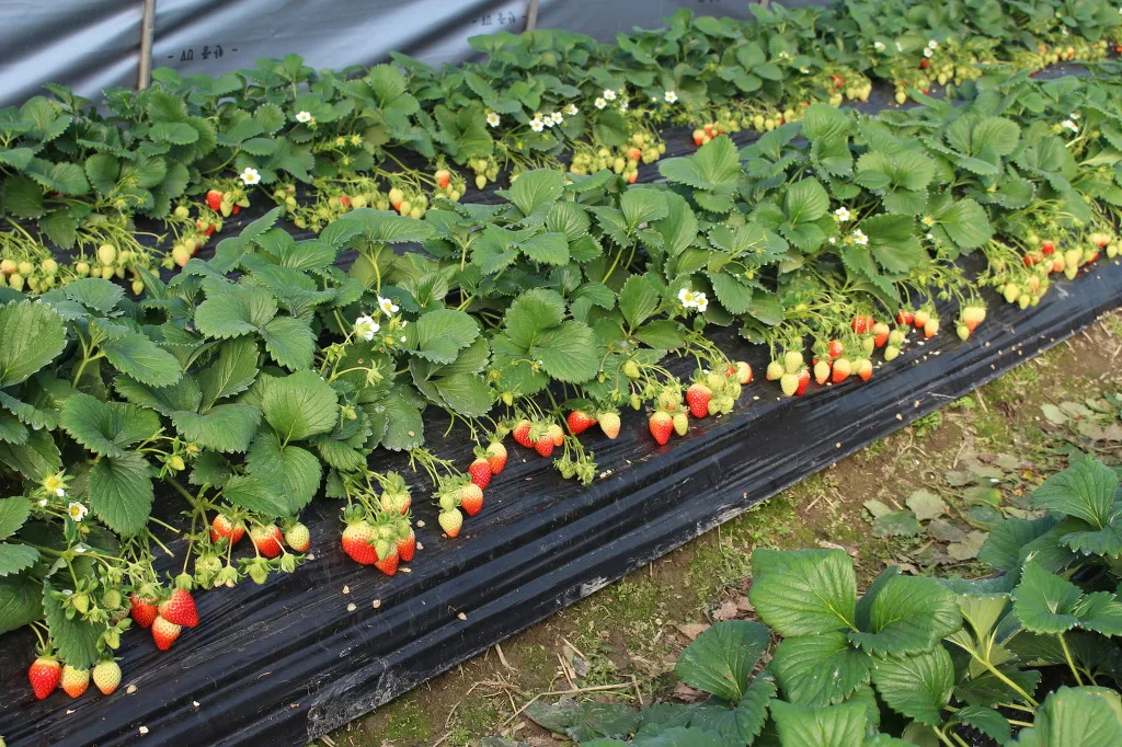 딸기 재배 런너 정리 보온 대책 하우스 관리_2